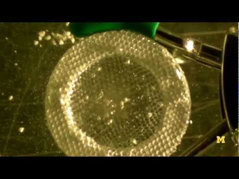 YouTube video player