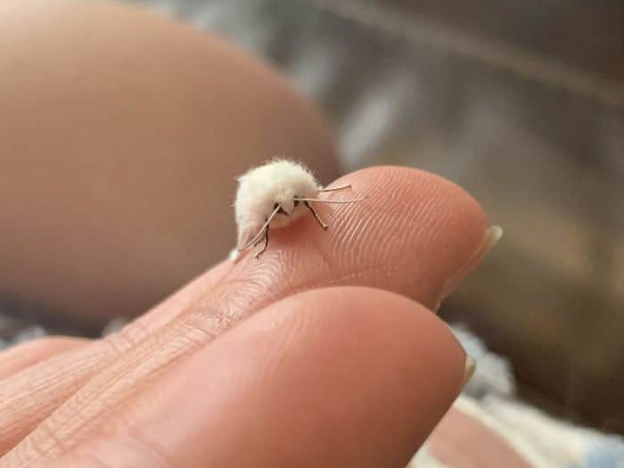 adorable tiny animals
