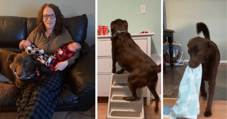 Lucy, the Babysitter Dog That Went Viral