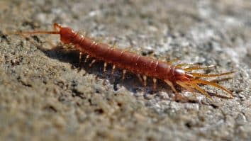 Centipedes