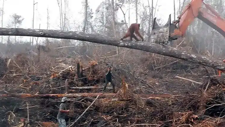Orangutan Battles Bulldozer to Save Home