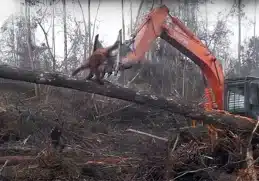 Orangutan Battles Bulldozer to Save Home