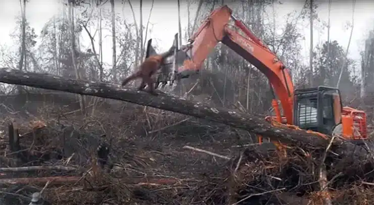 Orangutan Battles Bulldozer to Save Home