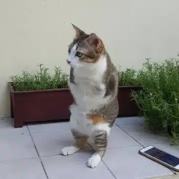 Front-Legless Cat