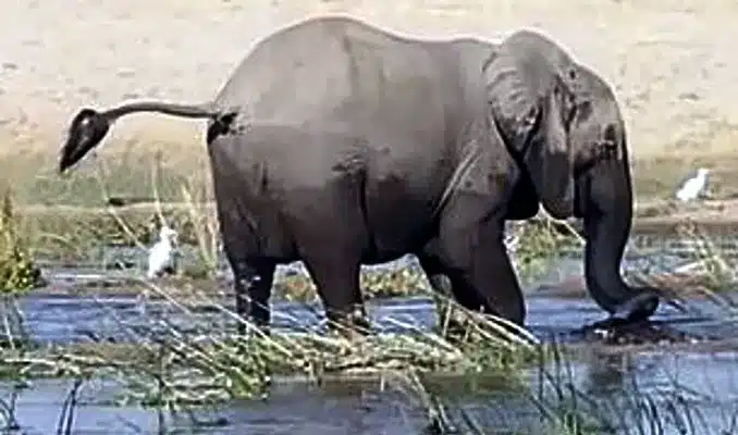 Mother Elephant