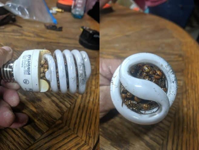 Light Bulb
