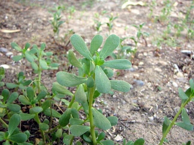 Purslane