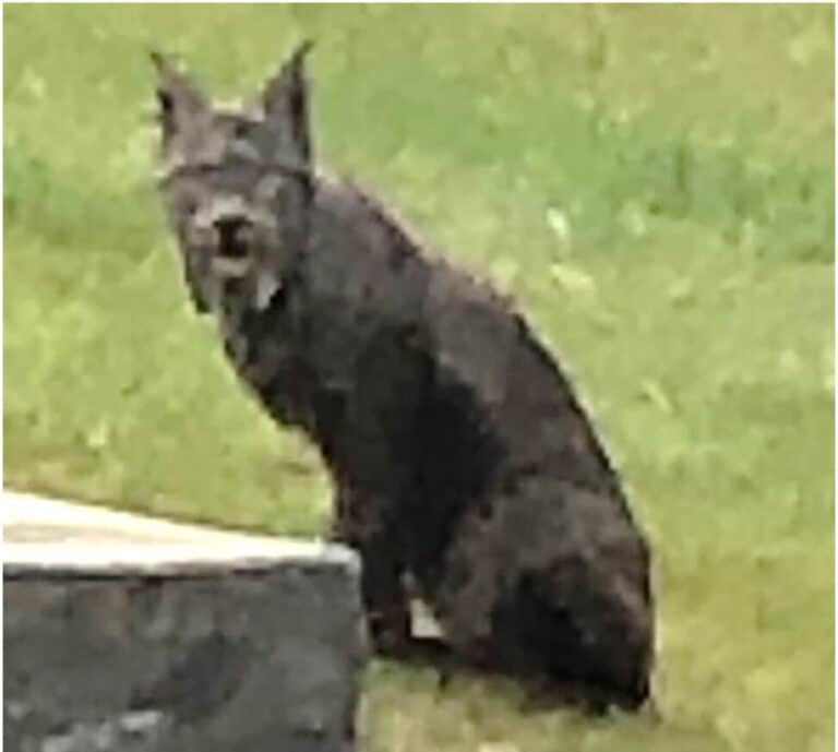 Canada Lynx