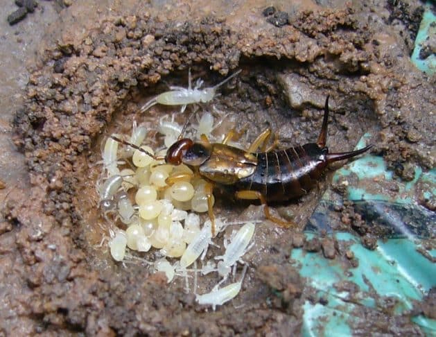 Earwigs