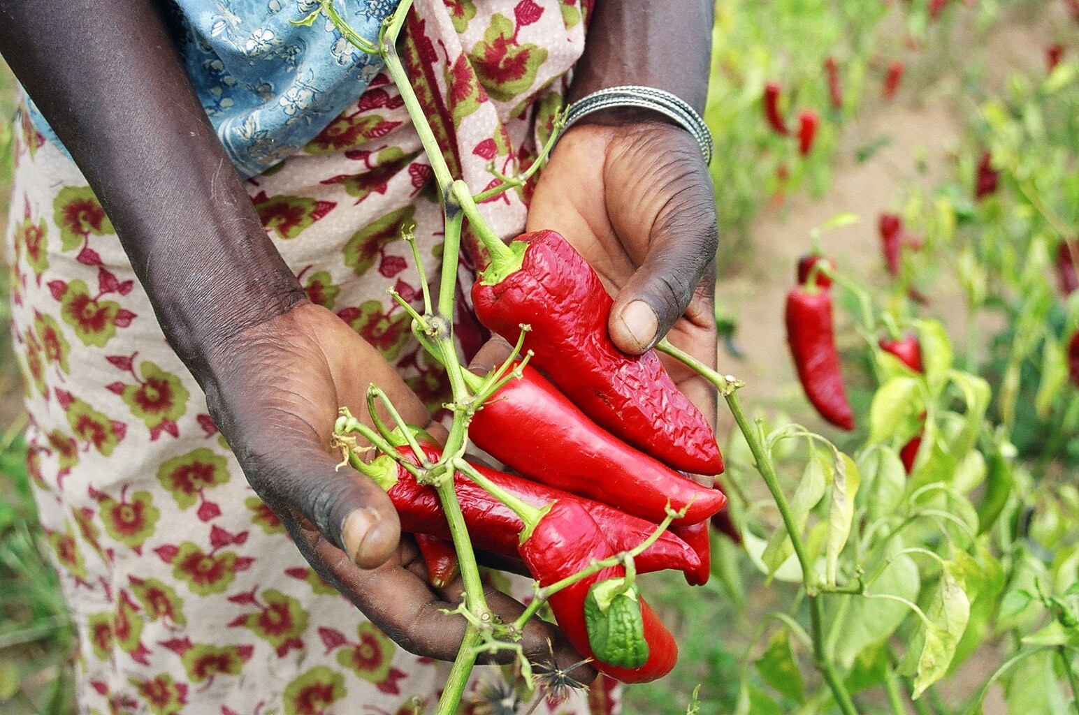 Paprika pepper farmer in Tanzania 5761933485