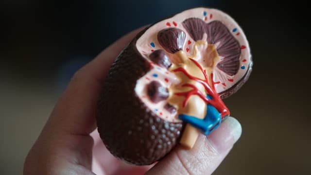 Kidney Disease