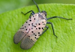 Spotted Lanternfly