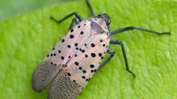 Spotted Lanternfly