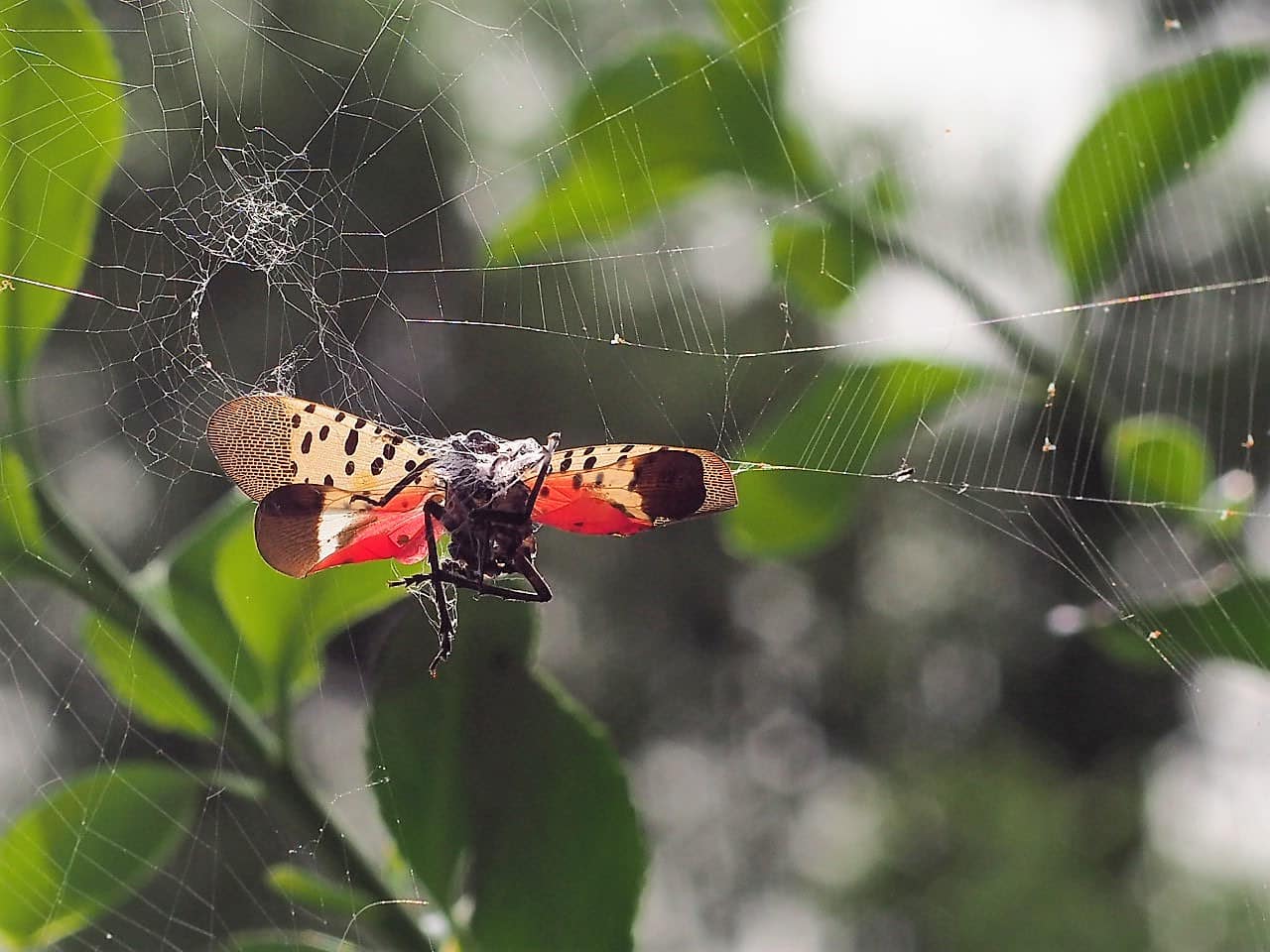 Spotted Lanternfly