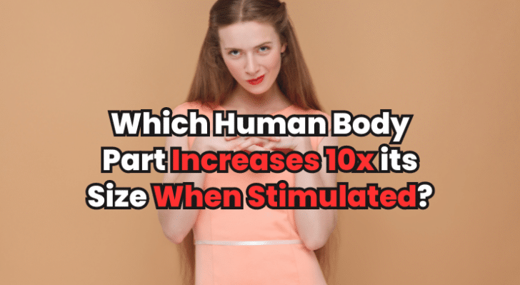Human Body