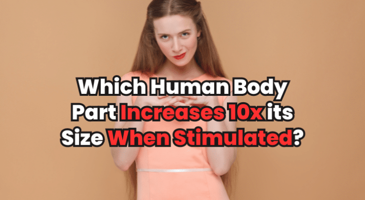 Human Body