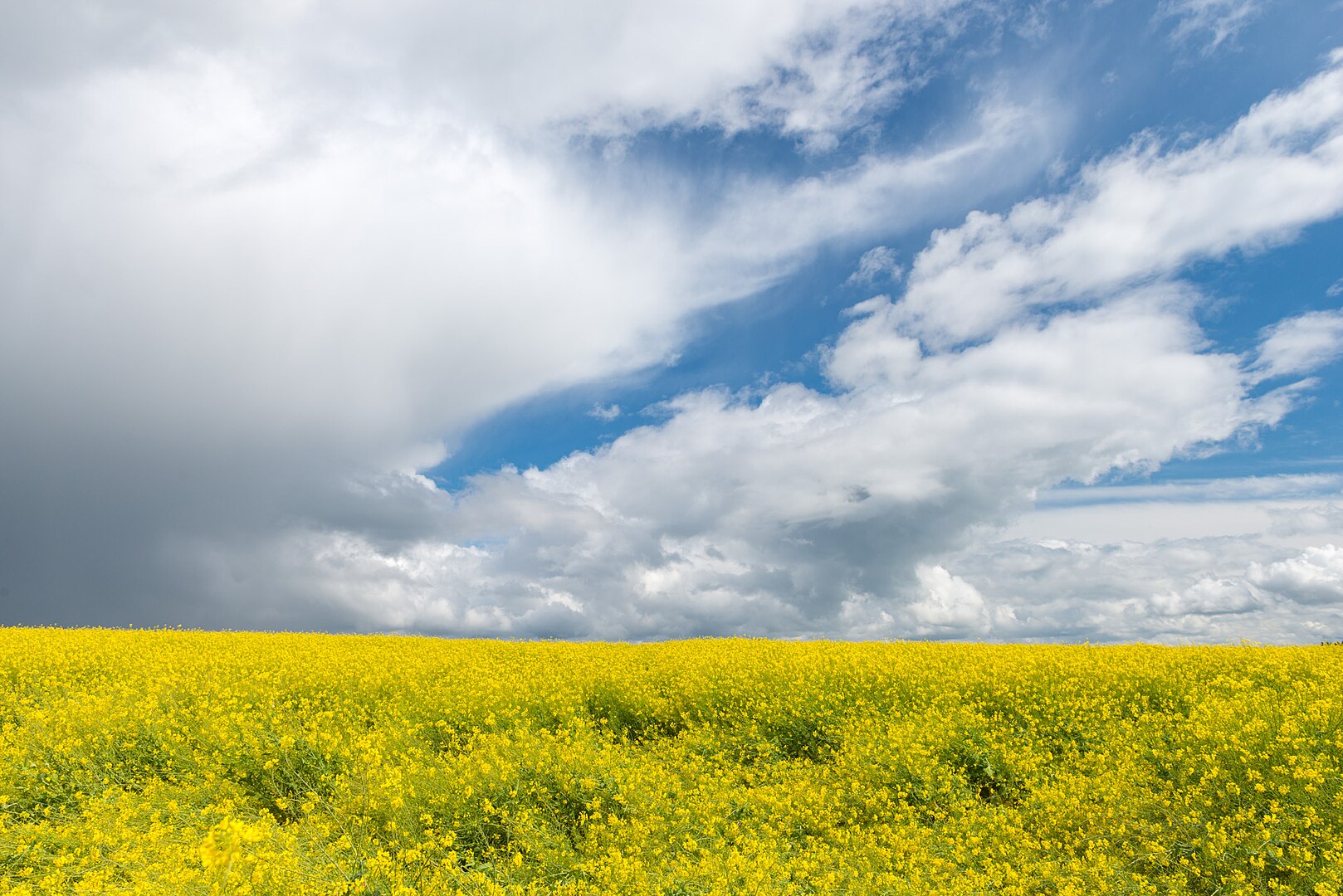 Canola