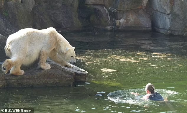 Polar Bear