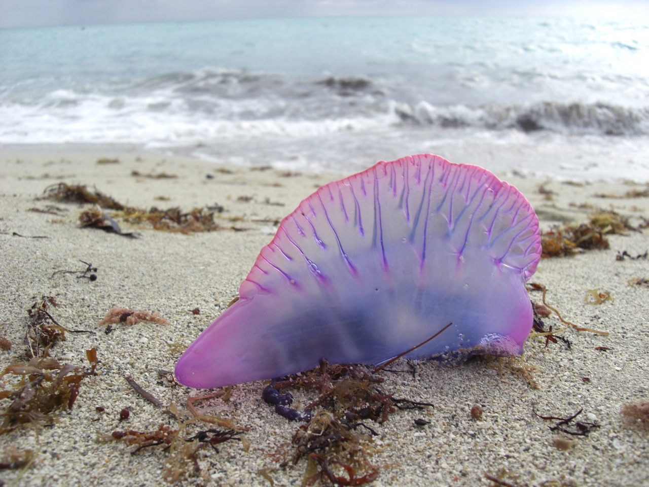 Portuguese Man-of-War