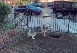 Husky Dog