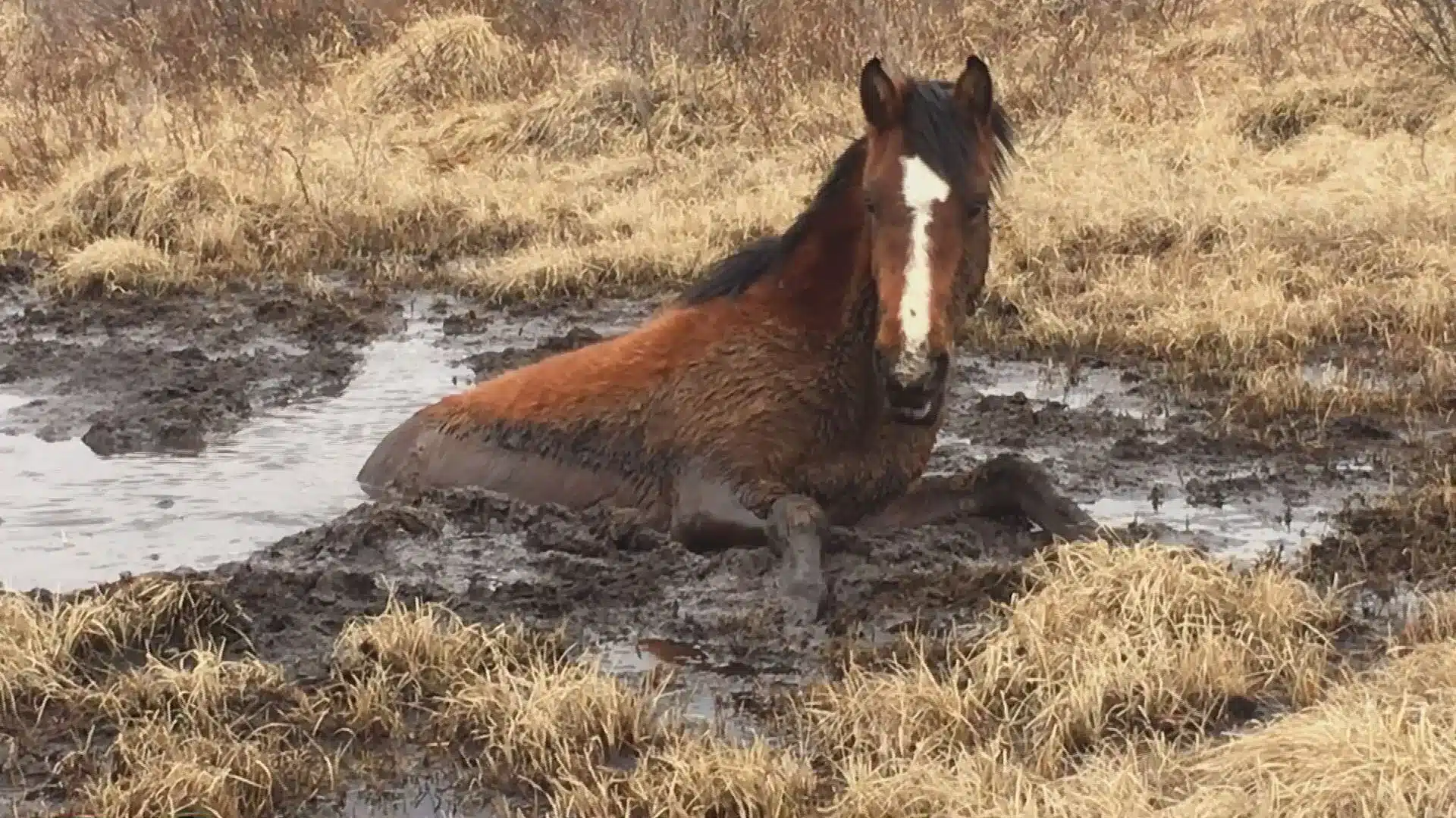 Wild Horse