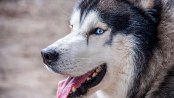 Husky Dog