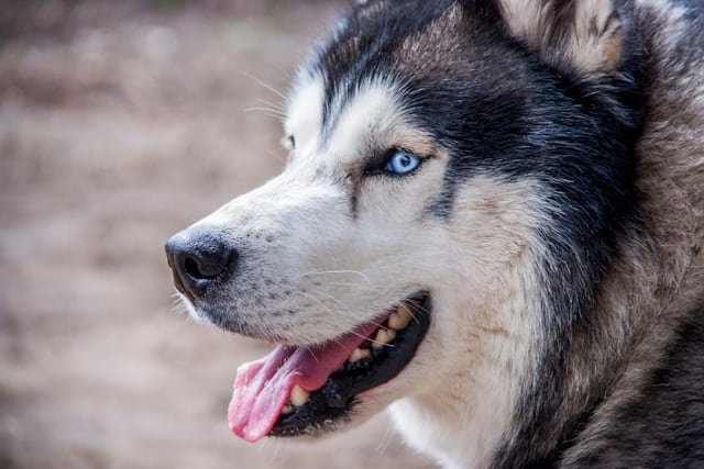 Husky Dog