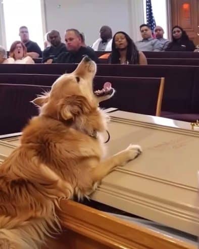 Dog's Barking