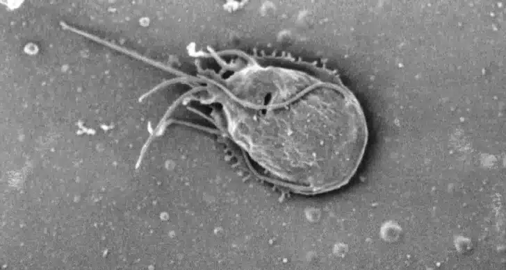 parasites