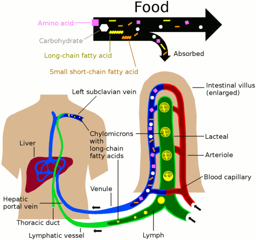 Lymphatic System
