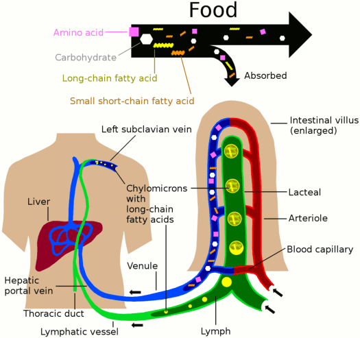 Lymphatic System