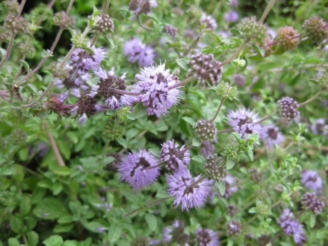 Pennyroyal Oregano