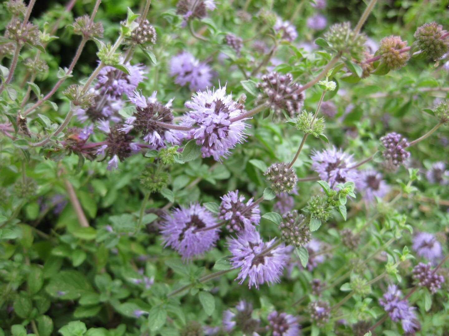 Pennyroyal Oregano