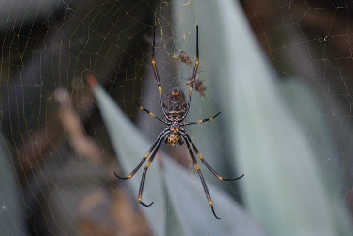 Tiger Spider