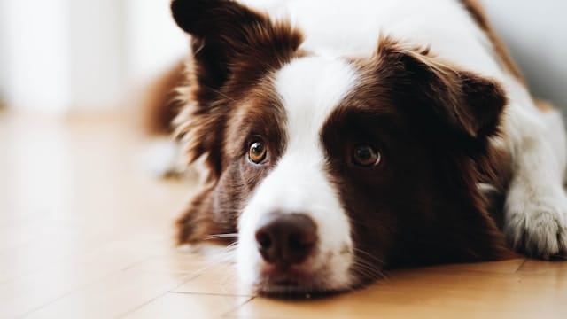 Hund