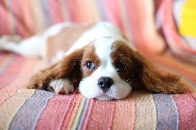 Hund