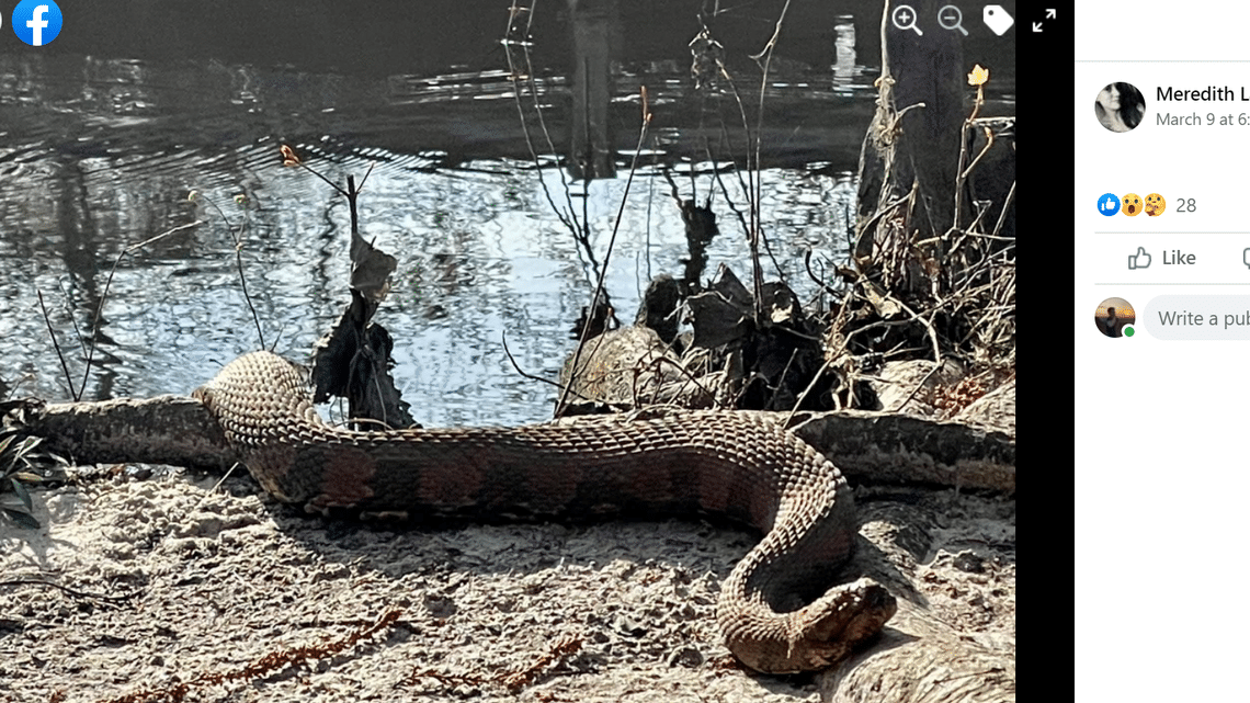 Snake