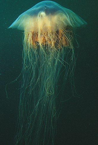 Lion’s Mane Jellyfish