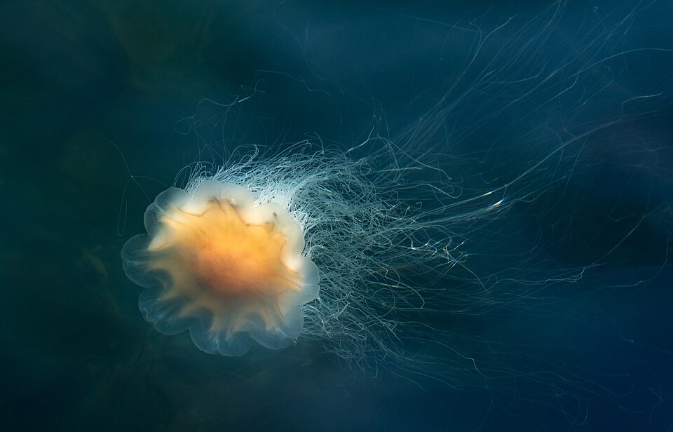 Lion’s Mane Jellyfish