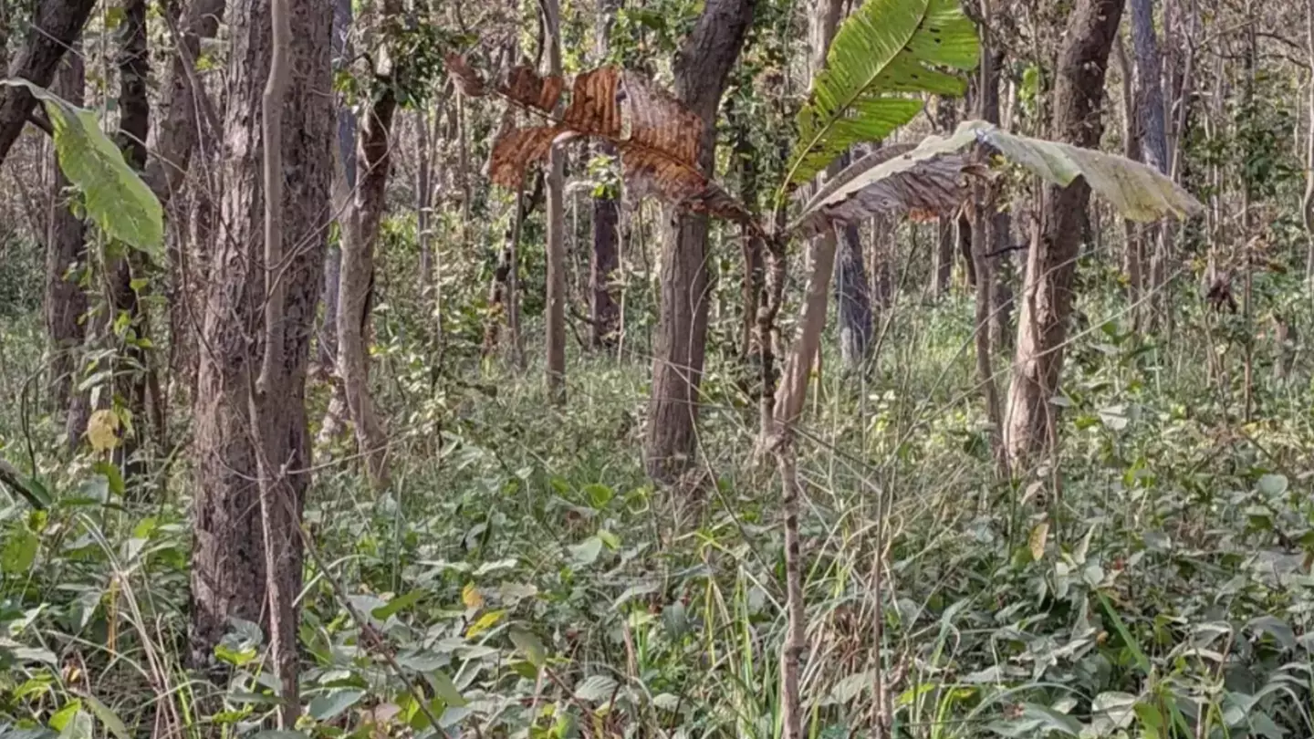 hidden tiger
