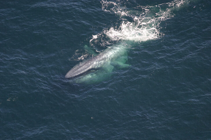 Blue whales