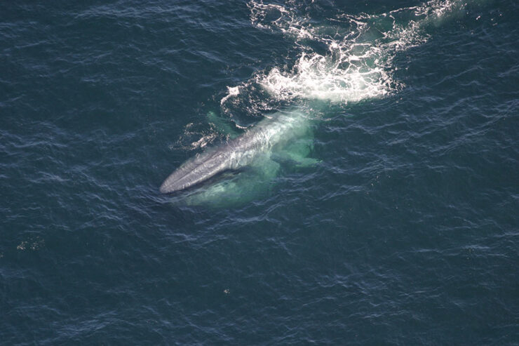Blue whales