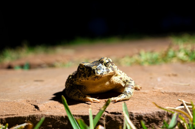 toad