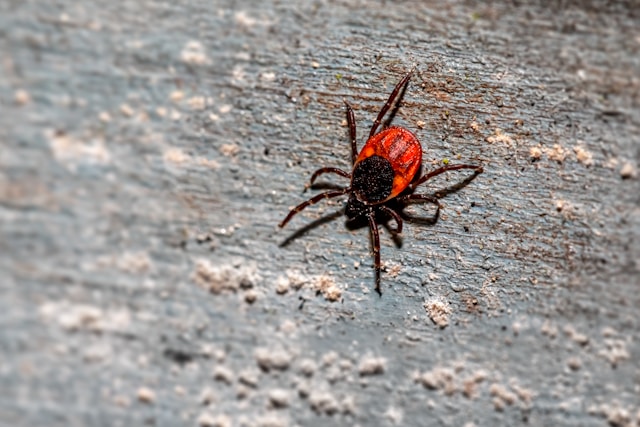 Tick Bites
